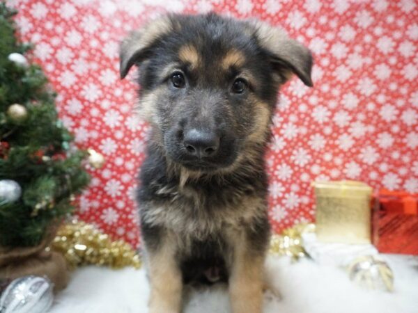 German Shepherd Dog DOG Male Black / Tan 20657 Petland Racine, Wisconsin