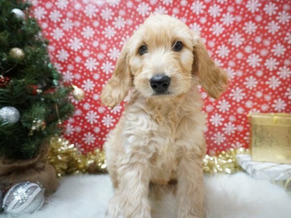 Goldendoodle 2nd Gen DOG Female Golden 20658 Petland Racine, Wisconsin