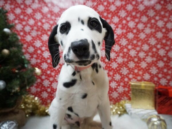 Dalmatian DOG Male wh & blk 20648 Petland Racine, Wisconsin