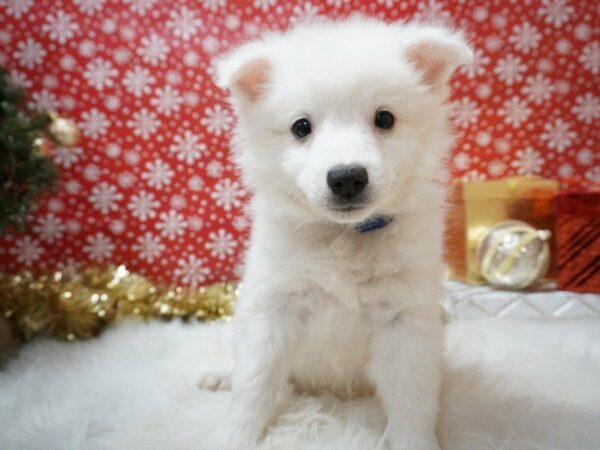 American Eskimo Dog DOG Male White 20646 Petland Racine, Wisconsin