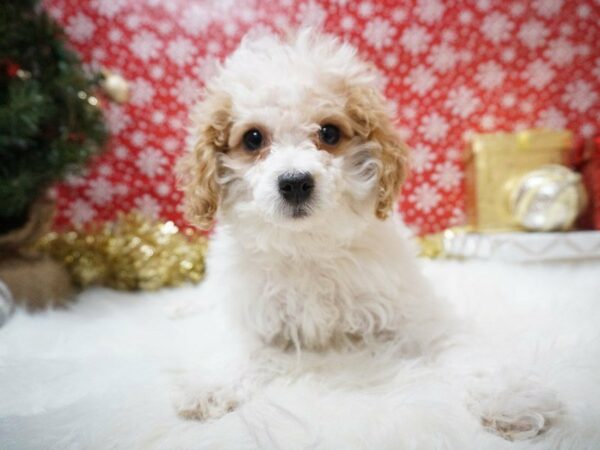 Cavapoo 2nd Generation-DOG-Female-Red / White-20662-Petland Racine, Wisconsin