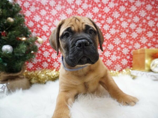 Bullmastiff DOG Male Red Fawn 20650 Petland Racine, Wisconsin