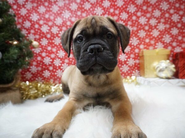 Bullmastiff DOG Male Red Fawn 20651 Petland Racine, Wisconsin