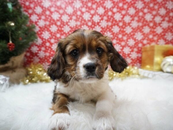 Cockalier-DOG-Female-rd & wh-20656-Petland Racine, Wisconsin