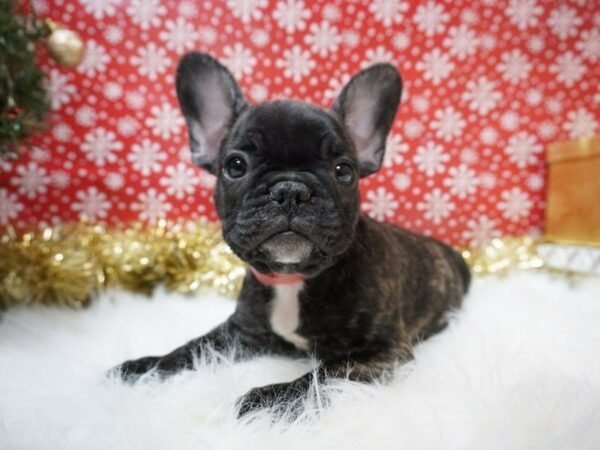 French Bulldog DOG Male brdl 20645 Petland Racine, Wisconsin