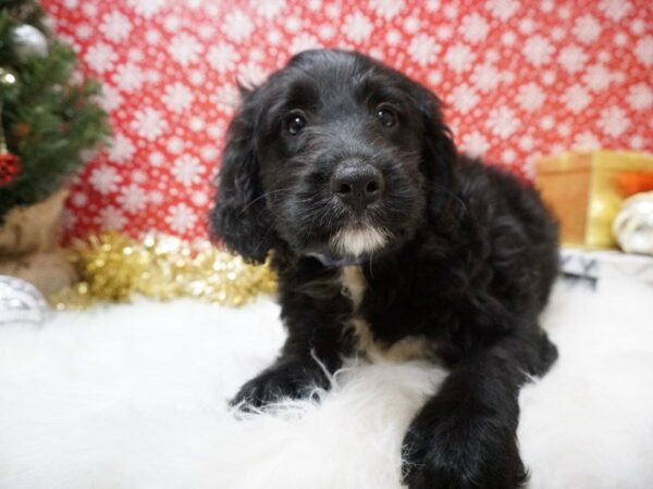 Bernadoodle DOG Male tri 20660 Petland Racine, Wisconsin