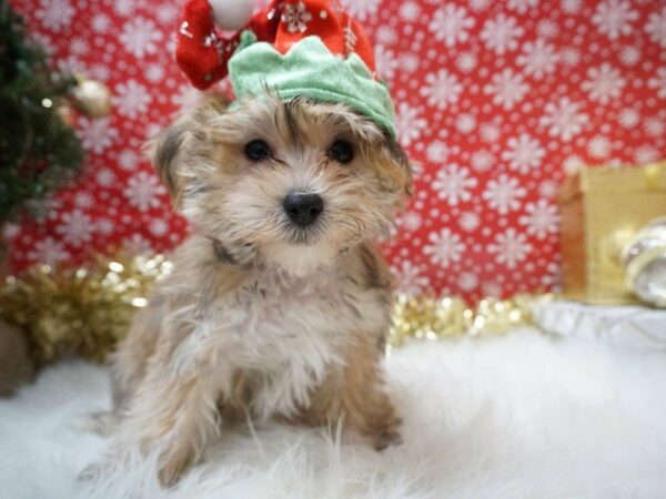 Morkie DOG Male Sable 20661 Petland Racine, Wisconsin