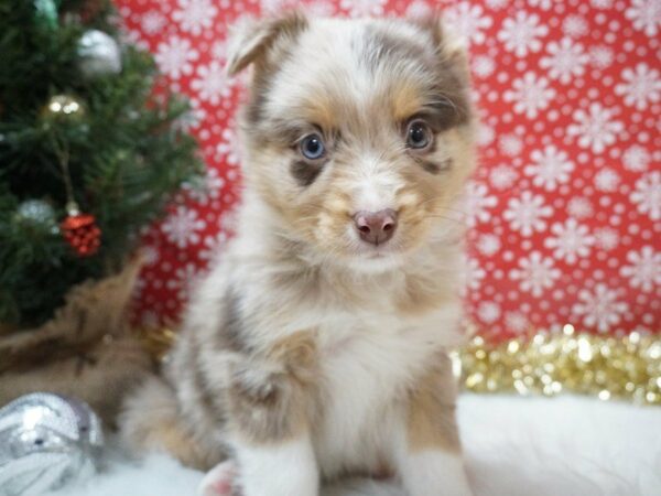 Miniature Australian Shepherd DOG Male RED MERLE 20668 Petland Racine, Wisconsin