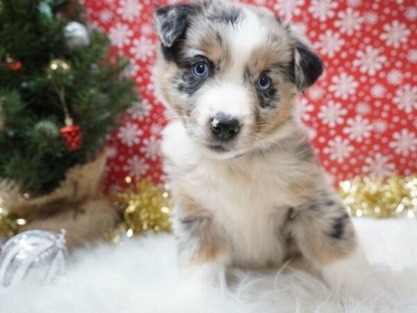 Miniature Australian Shepherd-DOG-Female-BLUE MERLE-20667-Petland Racine, Wisconsin