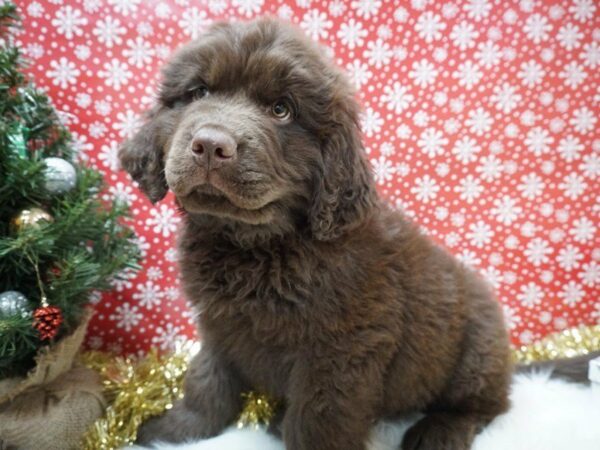 Newfoundland DOG Male Chocolate 20654 Petland Racine, Wisconsin