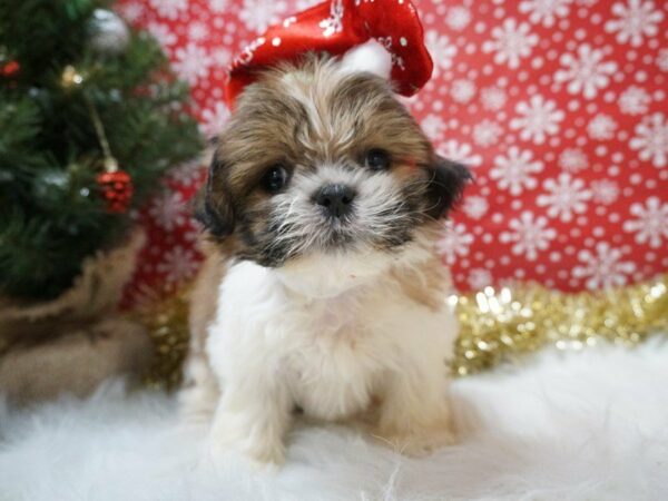 Shih Tzu DOG Male SABLE/WHITE 20675 Petland Racine, Wisconsin