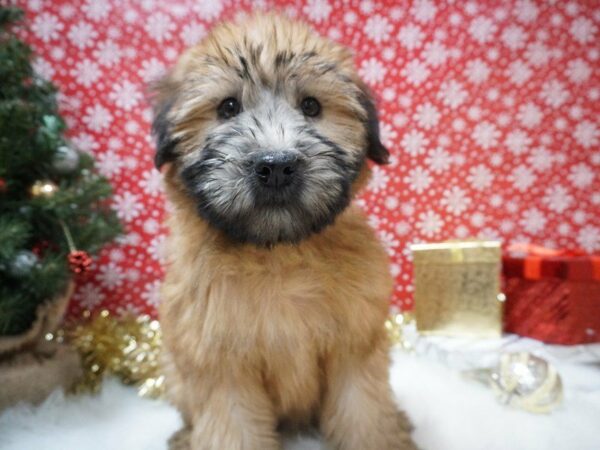 Soft Coated Wheaten Terrier DOG Female WHEATEN 20674 Petland Racine, Wisconsin