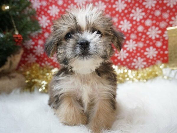 YoShi-DOG-Male-RED SABLE-20671-Petland Racine, Wisconsin