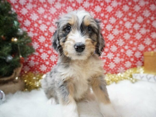 Miniature Aussie Poo-DOG-Male-BLUE MERLE-20669-Petland Racine, Wisconsin