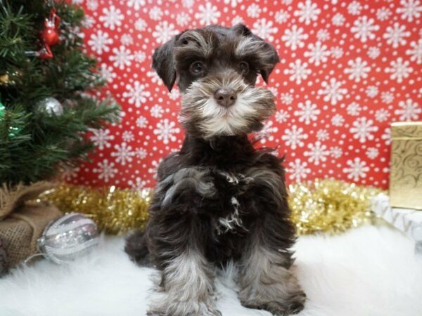 Miniature Schnauzer DOG Male CHLT, SLVR MKGS 20706 Petland Racine, Wisconsin