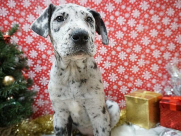 Great Dane DOG Female BLUE MERLE 20703 Petland Racine, Wisconsin