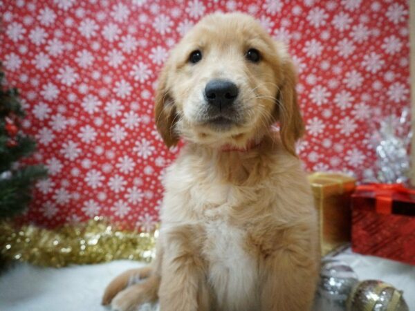 Golden Retriever DOG Female Golden 20701 Petland Racine, Wisconsin