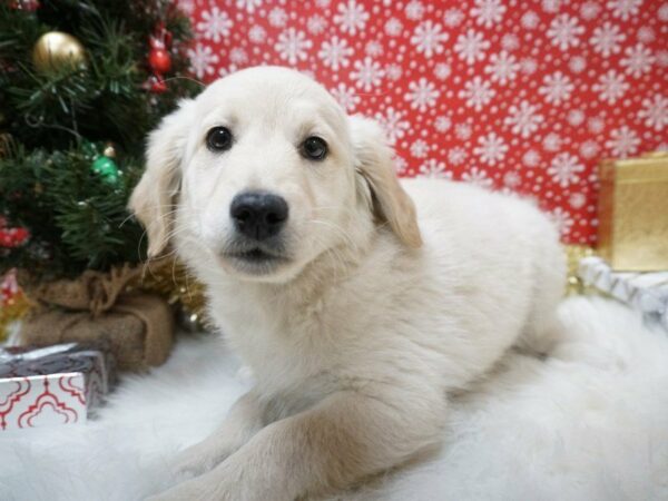 Mini Double Doodle DOG Female ENGLISH CREAM 20714 Petland Racine, Wisconsin