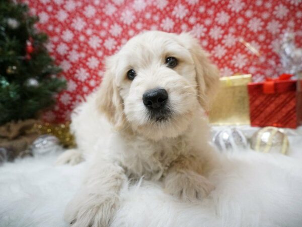 Mini Double Doodle-DOG-Male-ENGLISH CREAM-20716-Petland Racine, Wisconsin