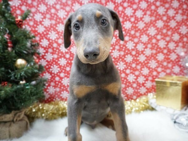 Doberman Pinscher DOG Male BLUE & RUST 20697 Petland Racine, Wisconsin