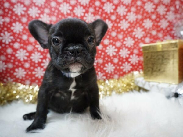 French Bulldog DOG Female BRDL 20700 Petland Racine, Wisconsin