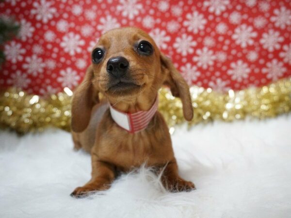 Dachshund DOG Female RED 20684 Petland Racine, Wisconsin