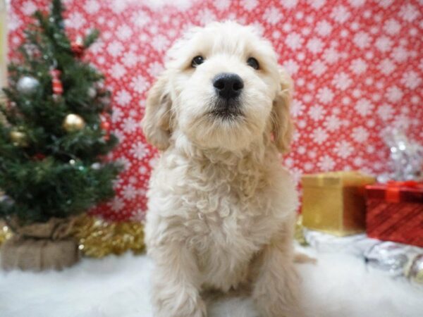 Mini Double Doodle DOG Male ENGLISH CREAM 20715 Petland Racine, Wisconsin