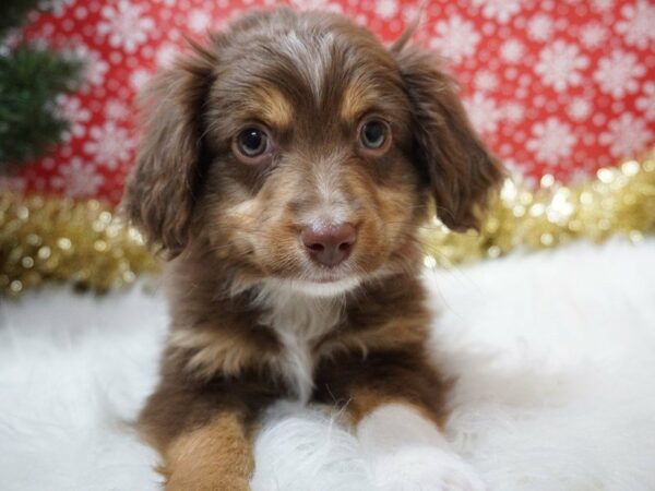 Miniature Australian Shepherd DOG Male RD, TRI MKGS 20695 Petland Racine, Wisconsin