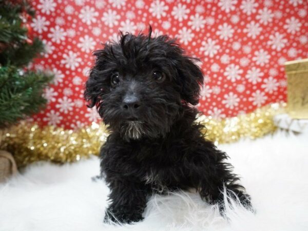 Schnoodle DOG Male BLK/WH/MRK 20685 Petland Racine, Wisconsin