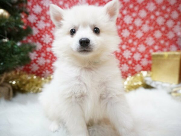 American Eskimo Dog DOG Female WHITE 20694 Petland Racine, Wisconsin