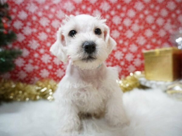 Schnoodle DOG Male WHITE 20692 Petland Racine, Wisconsin