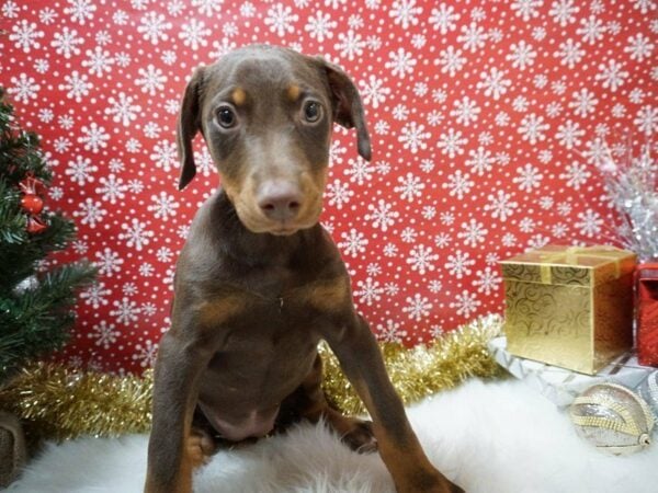 Doberman Pinscher DOG Female RED & RUST 20698 Petland Racine, Wisconsin