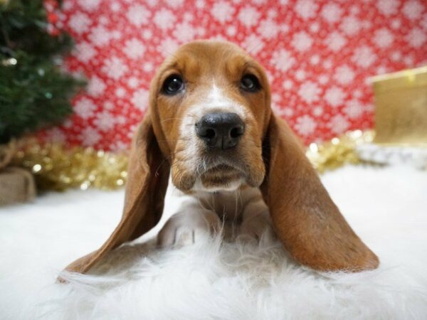 Basset Hound DOG Male RD, WH 20696 Petland Racine, Wisconsin