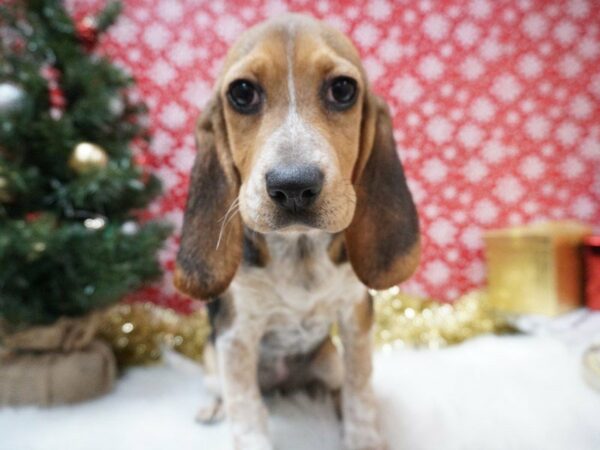 Beagle DOG Female TRI 20688 Petland Racine, Wisconsin