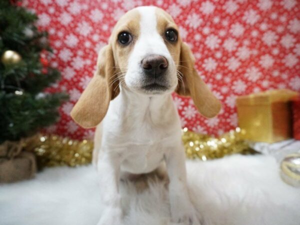 Beagle DOG Female LEMON 20689 Petland Racine, Wisconsin