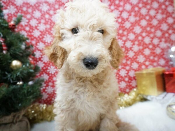 F1B Goldendoodle DOG Male DK GOLDEN 20682 Petland Racine, Wisconsin