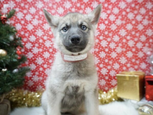 Siberian Elkhound DOG Female SLVR GR & BLK 20705 Petland Racine, Wisconsin