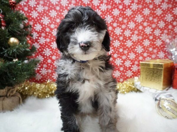 Miniature Aussie Poo DOG Male BLUE MERLE 20710 Petland Racine, Wisconsin