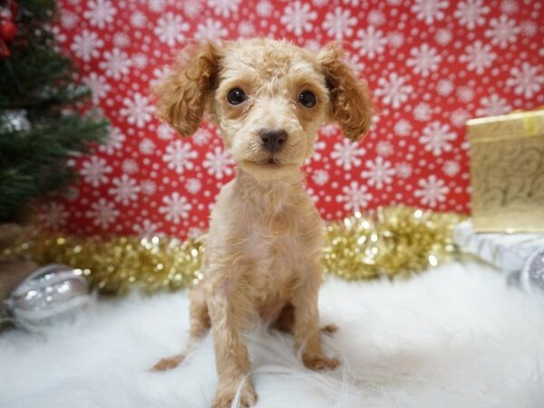 Poodle DOG Female Apricot 20708 Petland Racine, Wisconsin