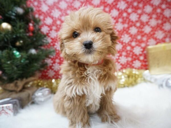 Shihpoo-DOG-Female-APCT, WH MKGS-20711-Petland Racine, Wisconsin