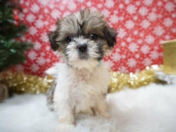 Shihpoo DOG Female SABLE/WHITE 20691 Petland Racine, Wisconsin