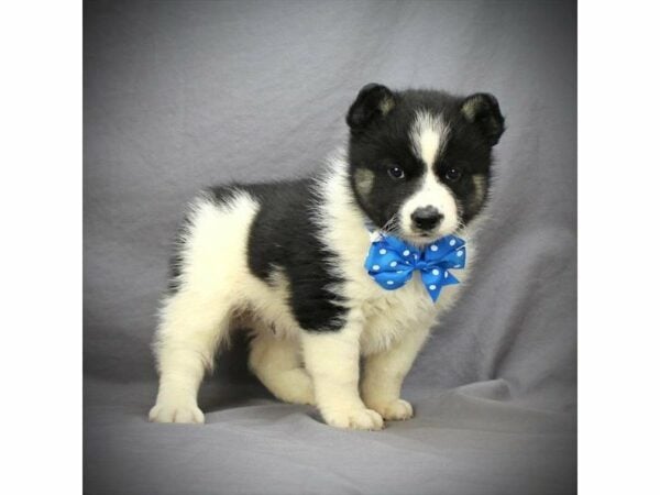 Pomsky DOG Male Black & White Parti 20718 Petland Racine, Wisconsin