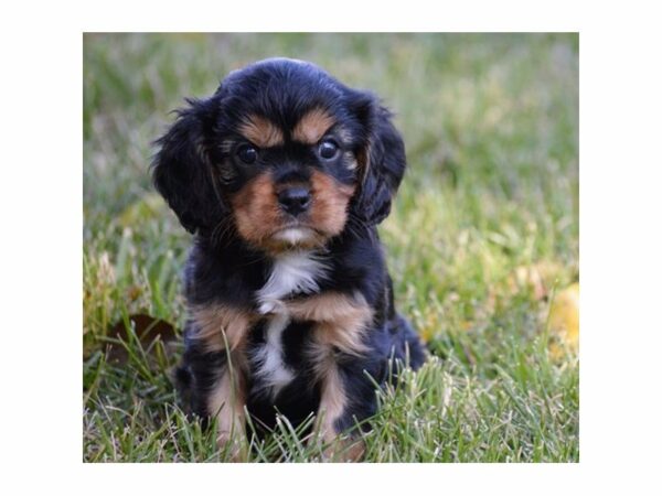 Cavalier King Charles Spaniel DOG Male Black / Tan 20731 Petland Racine, Wisconsin