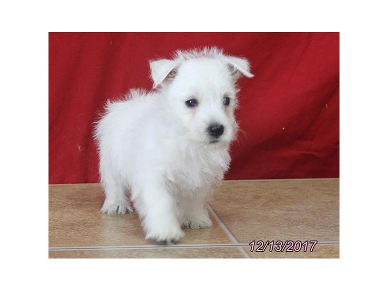 West Highland White Terrier