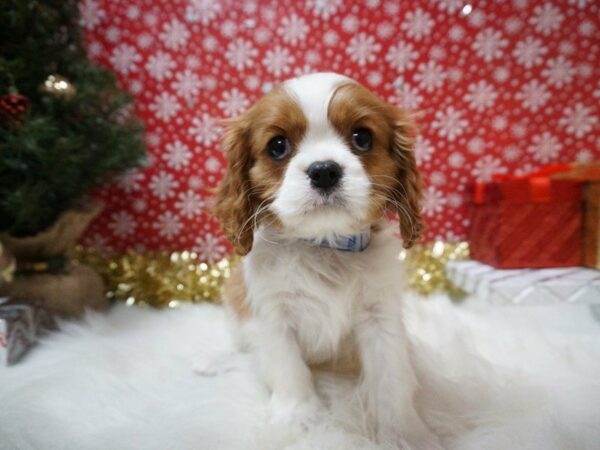 Cavalier King Charles Spaniel-DOG-Male-BHEIM-20729-Petland Racine, Wisconsin