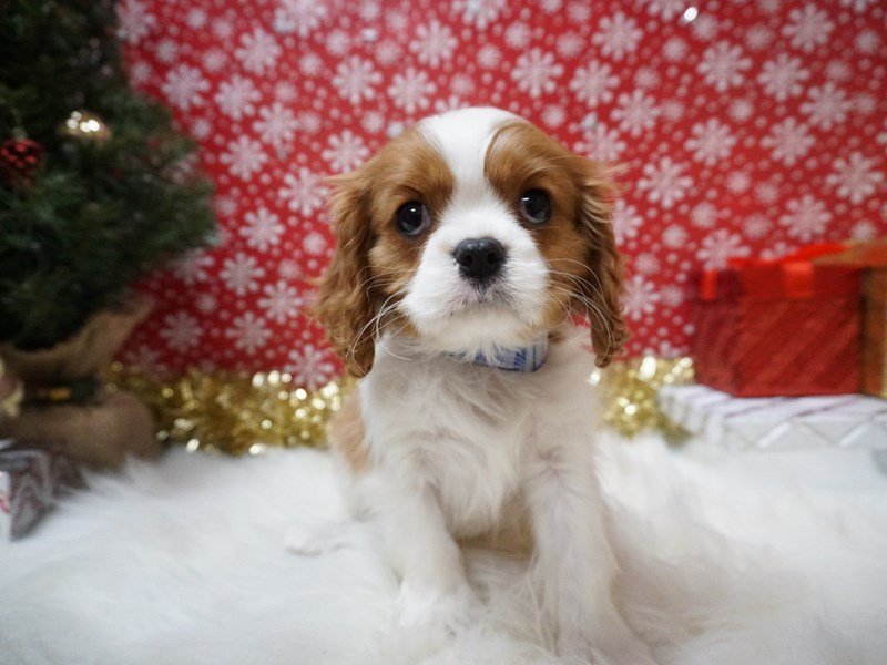 Cavalier King Charles Spaniel