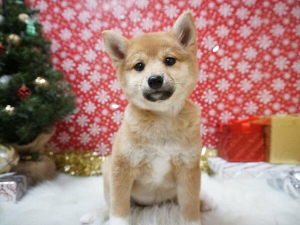Shiba Inu-DOG-Female-RD, WH MKGS-20742-Petland Racine, Wisconsin