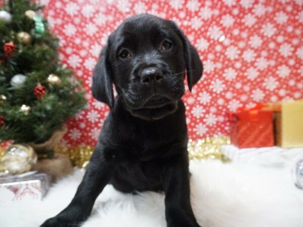 Labrador Retriever DOG Female BLK 20734 Petland Racine, Wisconsin