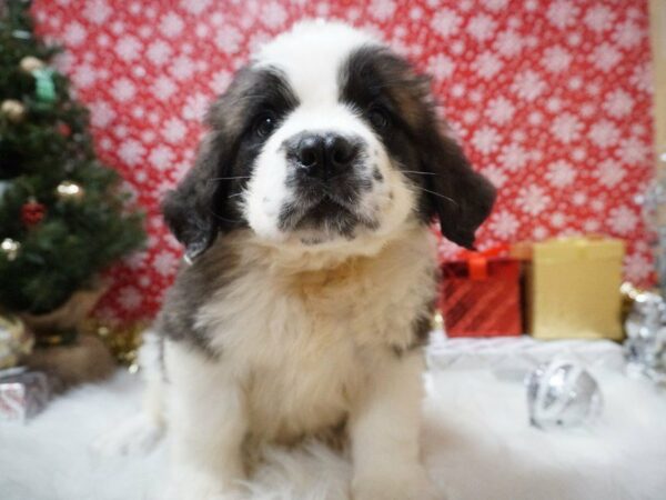 Saint Bernard DOG Female BR & WH 20740 Petland Racine, Wisconsin