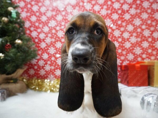 Basset Hound DOG Female TRI 20727 Petland Racine, Wisconsin